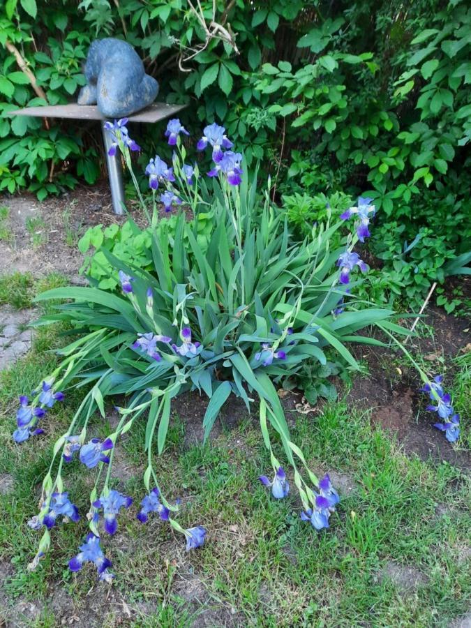 Kunstoase Am Blauen Haus Dresda